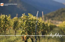 საქართველოს ბანკის მხარდაჭერით „მეღვინეობა ართანა“ საქმიანობას აფართოვებს