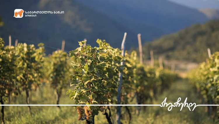 საქართველოს ბანკის მხარდაჭერით „მეღვინეობა ართანა“ საქმიანობას აფართოვებს