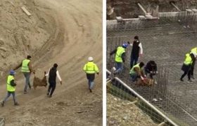 თბილისში "მწვანე ალმასის" მშენებარე სახლის საძირკველში ცხვარი დაკლეს