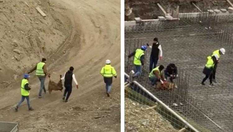 თბილისში "მწვანე ალმასის" მშენებარე სახლის საძირკველში ცხვარი დაკლეს