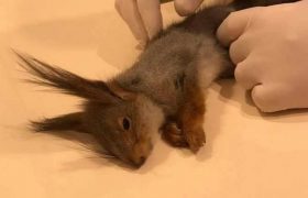 პიროტექნიკის შედეგად დაღუპული ციყვი - არა პიროტექნიკას!