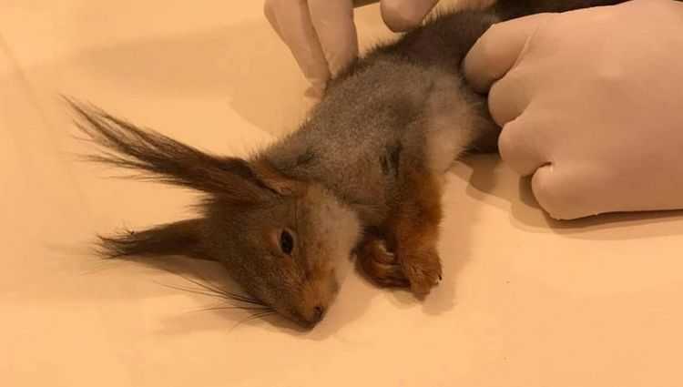 პიროტექნიკის შედეგად დაღუპული ციყვი - არა პიროტექნიკას!