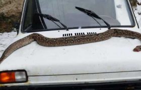 სოფელ ავნევში, მდინარე ფრონეზე არგენტინული მახრჩობელა გველი იპოვეს