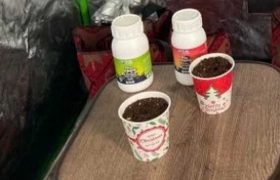 „გირჩი-მეტი თავისუფლებამ“ სამედიცინო კანაფი დათესა