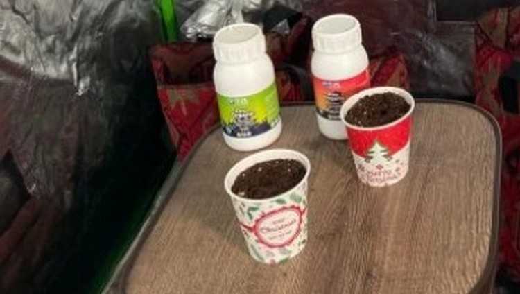 „გირჩი-მეტი თავისუფლებამ“ სამედიცინო კანაფი დათესა