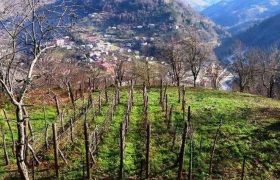 მიწის დარეგისტრირება ფასიანი გახდა მიწის დარეგისტრირება ფასიანი გახდა