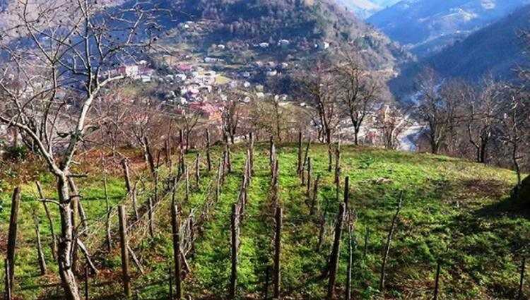 მიწის დარეგისტრირება ფასიანი გახდა