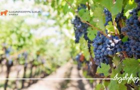 საქართველოს ბანკის მხარდაჭერით გურჯაანში 20 ჰა.-ზე მეურნეობა მოეწყო