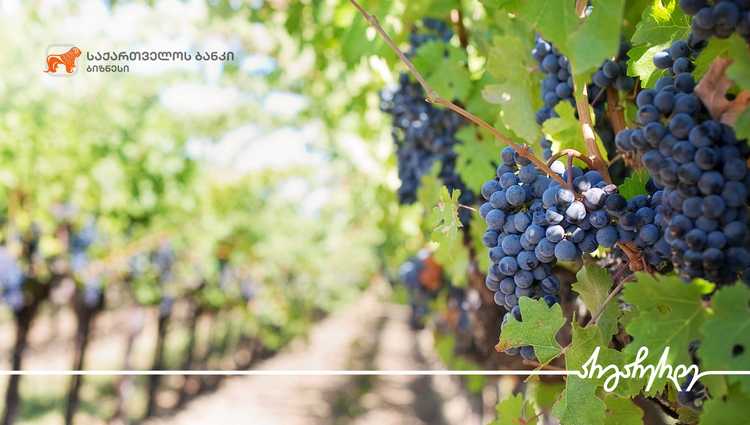 საქართველოს ბანკის მხარდაჭერით გურჯაანში 20 ჰა.-ზე მეურნეობა მოეწყო