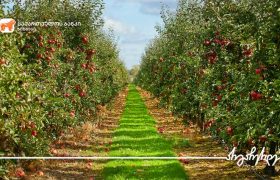 საქართველოს ბანკთან პარტნიორობით „ქანდა აგრიქალჩერ“ 100 ჰა-ზე ნუშის და ხეხილის ბაღებს გააშენებს