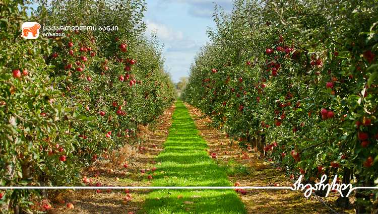 საქართველოს ბანკთან პარტნიორობით „ქანდა აგრიქალჩერ“ 100 ჰა-ზე ნუშის და ხეხილის ბაღებს გააშენებს