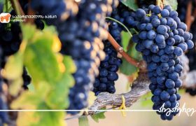 საქართველოს ბანკთან პარტნიორობით „ვაინ გარდსის“ ღვინო ექსპორტზე გავიდა