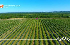 საქართველოს ბანკის მხარდაჭერით „ლურჯი ველი“ მოცვის წარმოებას აფართოებს