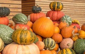 საქართველოს ხელისუფლება გოგრას ყიდის