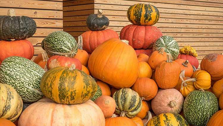 საქართველოს ხელისუფლება გოგრას ყიდის