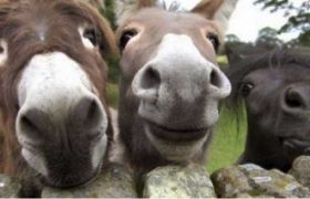 ,,ვირლანდიაში“ ვირის რძე 60 ლარი ღირს, ყველი  - 1.500