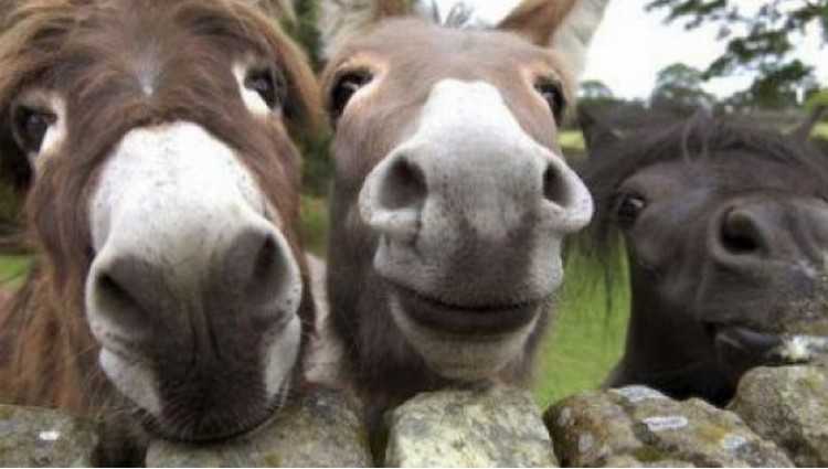 ,,ვირლანდიაში“ ვირის რძე 60 ლარი ღირს, ყველი  - 1.500