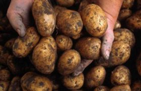 საქართველოდან სათესლე კარტოფილის ექსპორტი 10-ჯერ გაიზარდა