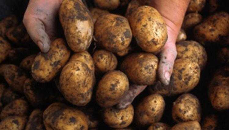საქართველოდან სათესლე კარტოფილის ექსპორტი 10-ჯერ გაიზარდა