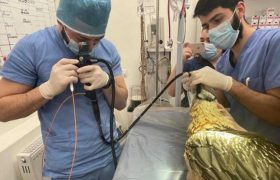 თბილისში სვავმა საკანცელარიო დანა გადაყლაპა