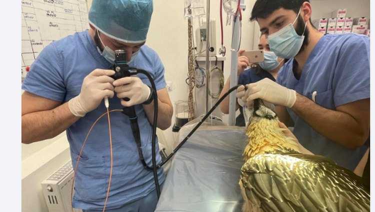 თბილისში სვავმა საკანცელარიო დანა გადაყლაპა