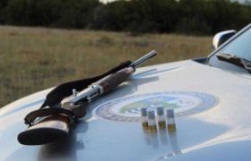 გადამფრენ ფრინველებზე ნადირობა აიკრძალა