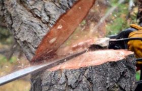 ხე-ტყის უკანონო მოპოვების 205 ფაქტი გამოავლინეს