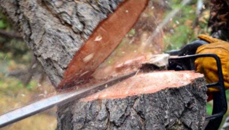 ხე-ტყის უკანონო მოპოვების 205 ფაქტი გამოავლინეს