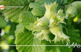 საქართველოს ბანკის მხარდაჭერით ლაგოდეხში 43 ჰა-ზე თხილის ბაღები გაშენდა