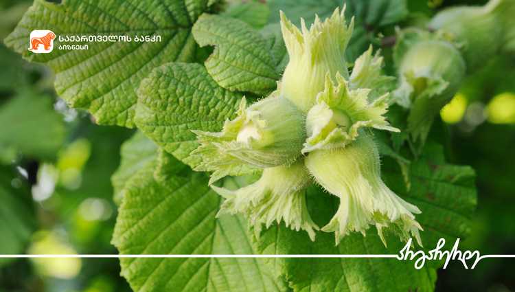 საქართველოს ბანკის მხარდაჭერით ლაგოდეხში 43 ჰა-ზე თხილის ბაღები გაშენდა