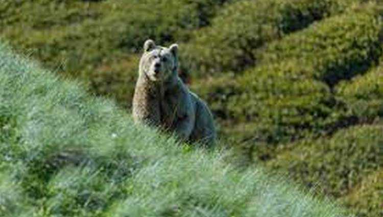 ასპინძაში დათვმა მწყემსი მოკლა