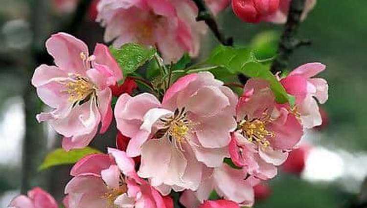 „მეორედ აყვავდა, დიდი ზამთარი იქნება“