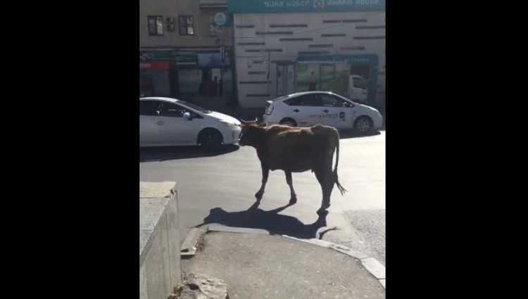 „ძროხები „დელისის“ მეტროდან ამოვიდნენ“ - ვიდეო