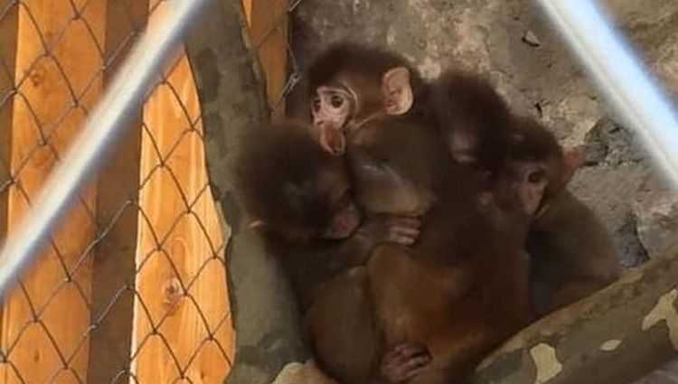 „გადაწყვიტეს ჭიათურაში ჩაეყვანათ მაიმუნები... მაიმუნების ტანჯვას რატომ გვაყურებინებენ“ - მარიამ ცერცვაძე